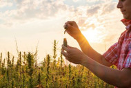 Is CBD Worth Trying If You Already Use THC? What Experienced Cannabis Users Should Know