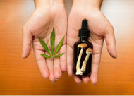 Already Use THC? What’s Actually Different About Mushroom Products?