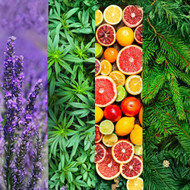 What are terpenes?
