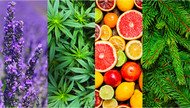 What are terpenes?