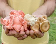 The Best Mushrooms for Daily Wellness and Focus: Which Is Right for You?