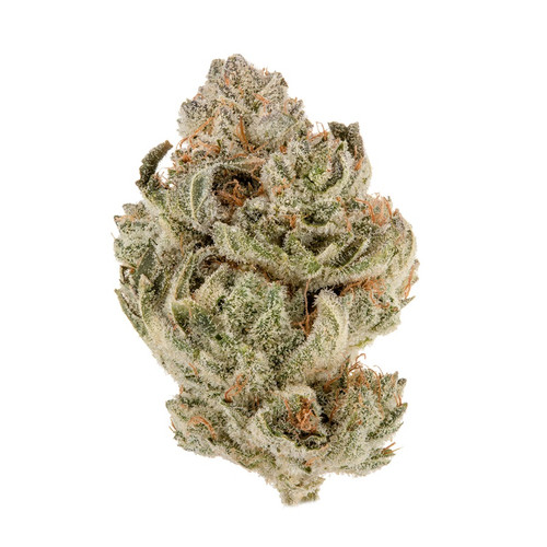 Doughboy Zaza Exotic Flower