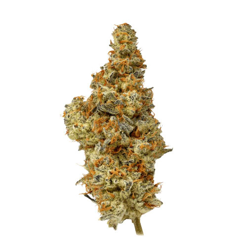 Ultra-premium Mood Trap Cherries Top Shelf Flower with silver trichomes and orange pistils.