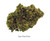Venera Flower 4 Grams