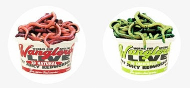 Wanglers Worms Display  24/Natural 24/Chartreuse