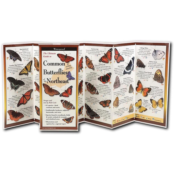 Butterflies Northeast Guide