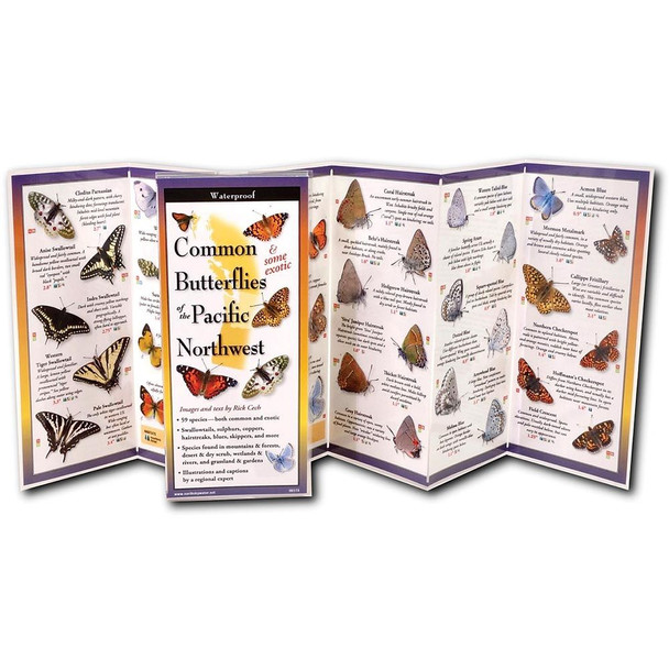 Butterflies Northwest Guide