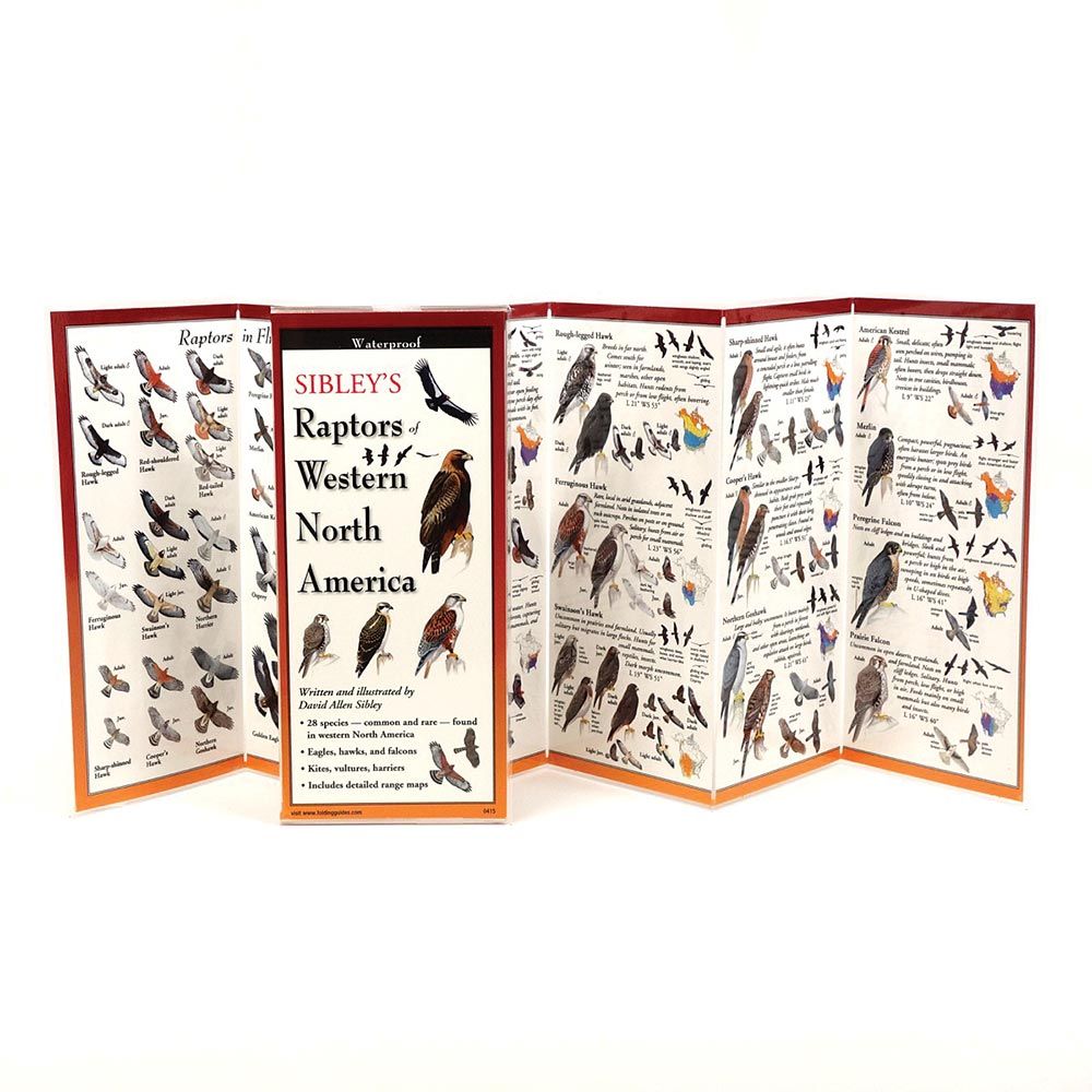 Butterflies Midwest Guide, made by EARTH SKY+WATER -