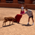 san fermin tours of a bull ranch