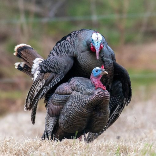Dave Smith Decoys Turkey Decoy - Thumbnail 4
