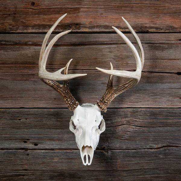 Buy Mountain Mikes Skull Master Universal Antler Mounting Kit at