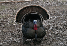 What's the best call for turkey hunting?