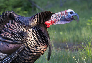 Hear the Thunder - How to Locate Spring Gobblers