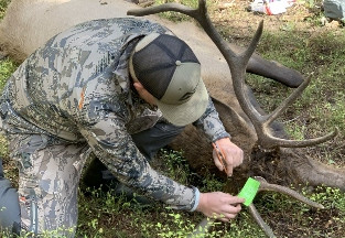 Ultimate Elk Hunting Guide | Essential Gear & Tips for Success