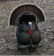 Talkin' turkey with Nexgen Outfitters Talkin' turkey with Nexgen Outfitters