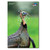 DSKP1218T Kapow Outdoors Reactive 12” x 18” Turkey Target - 10-pack Nexgen Outfitters