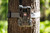 Stealth Cam Reactor 26MP Lo-Glow Cellular Trail Camera (Verizon) Tree Mounted