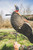 Flextone Thunder Jake Turkey Decoy Nexgen Outfitters
