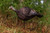 Primos Photoform Hen Turkey Decoy Nexgen Outfitters Image