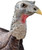 Primos Photoform Hen Turkey Decoy Nexgen Outfitters