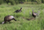Flextone Thunder Chick Turkey Decoy Feeding Hen Nexgen Outfitters Flextone Thunder Chick Turkey Decoy Feeding Hen Nexgen Outfitters