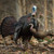 Dave Smith Decoy Leading Hen Turkey Decoy Nexgen Outfitters