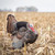 Dave Smith Strutter Turkey Decoy Nexgen Outfitters