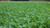 Whitetail Institute Beets and Greens Food Plot 12 lbs. Nexgen Outfitters Whitetail Institute Beets and Greens Food Plot 12 lbs. Nexgen Outfitters
