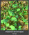Whitetail Institute Imperial Secret Spot 4 lbs Nexgen Outfitters Whitetail Institute Imperial Secret Spot 4 lbs Nexgen Outfitters