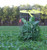 Whitetail Institute Wintergreens Food Plot 12 lb. Nexgen Outfitters