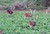 Whitetail Institute Wintergreens Food Plot 12 lb. Nexgen Outfitters