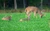 Whitetail Institute Imperial Whitetail Clover Blend 18 lb. Nexgen Outfitters