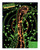 Federal Heavyweight TSS Turkey 12 Gauge 3in 7 Shot 1-3/4oz 1200fps Tungsten 5Rnd Shotshells Nexgen Outfitters Federal Heavyweight TSS Turkey 12 Gauge 3in 7 Shot 1-3/4oz 1200fps Tungsten 5Rnd Shotshells Nexgen Outfitters