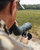 Vortex Diamondback HD 16-48x65 Angled Spotting Scope Nexgen Outfitters