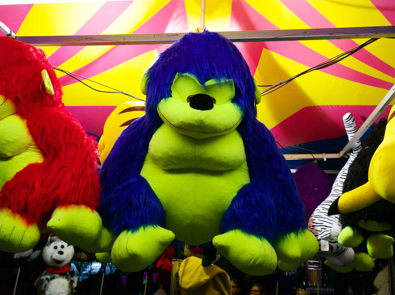KCS PHOTOGRAPHY Gorillas Blues