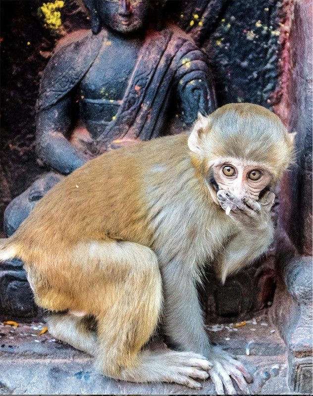 Marilyn Campion Rebel Monkey