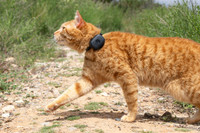 Image of orange cat with black GPS tracker