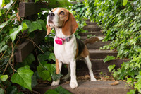 Image of beagle with pink punch GPS tracker