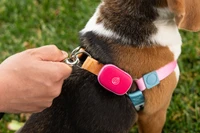 Image of pink Punch GPS Tracker on dog harness