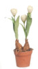 Tulips Terra Cotta Pot - Green