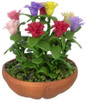 Lilliput Zinnias