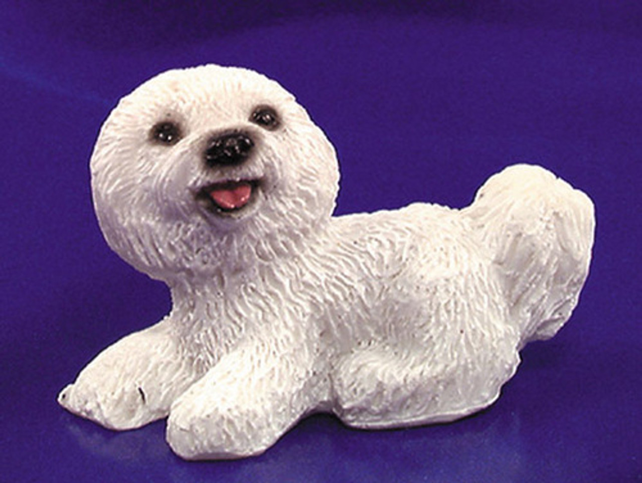 Bichon Frise