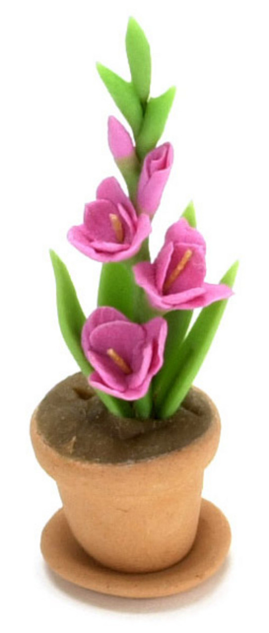 Gladiolus Clay Pot - Pink