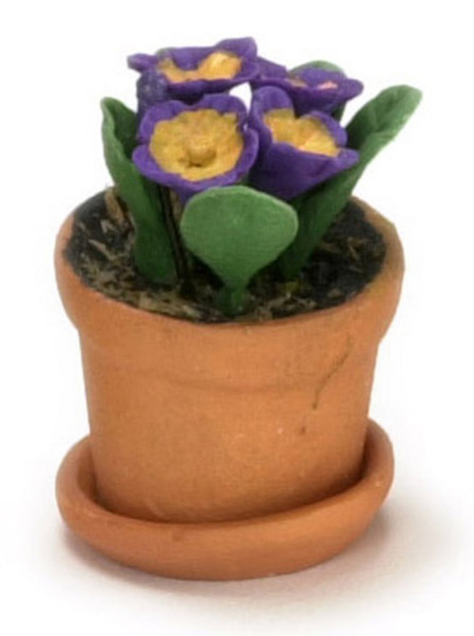 Primula in Pot - Purple