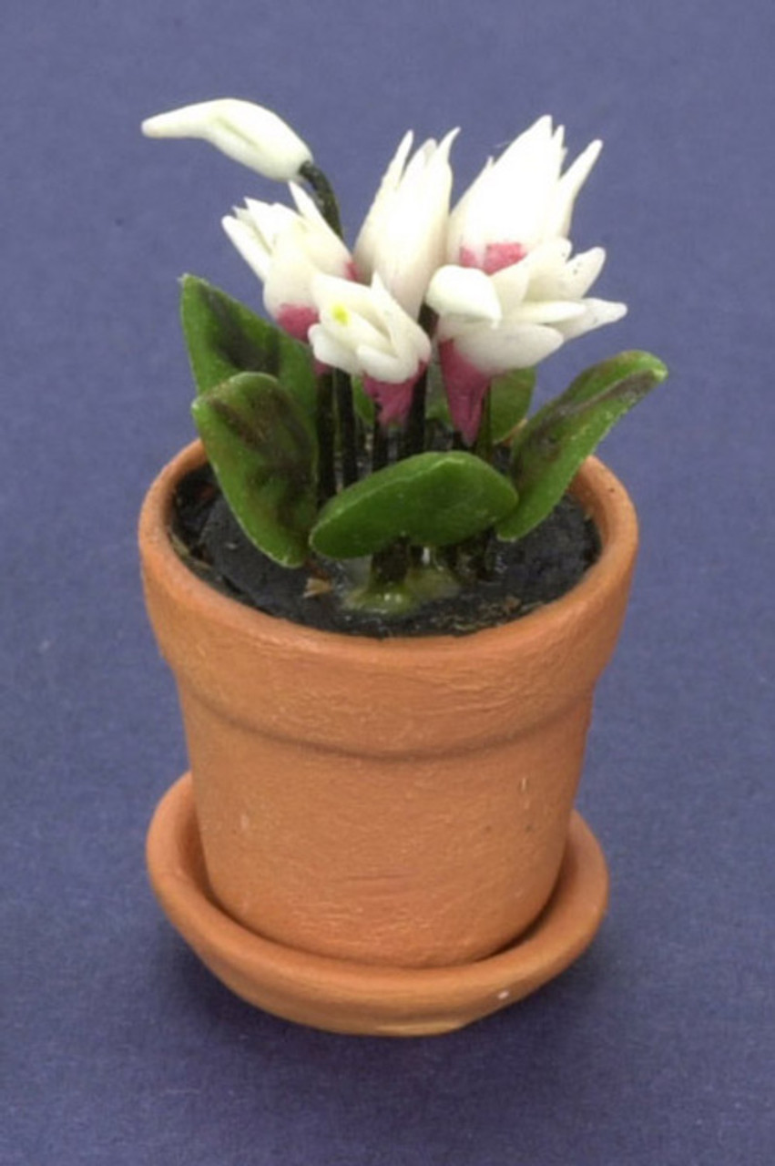 Cyclamen in Pot - White