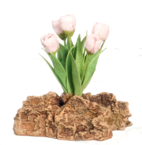 Tulips Plant on Rock - Pink