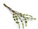 Eucalyptus Leaf - Dark Green