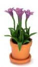 Gentianasino in Pot - Purple