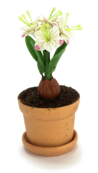 Lily in Pot - White
