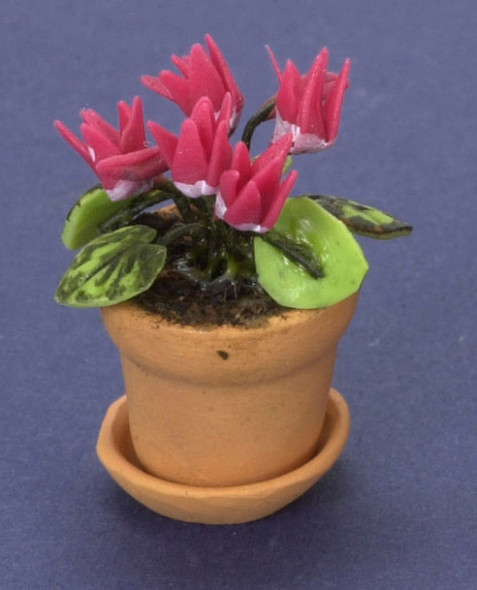 Cyclamen in Pot - Hot Pink